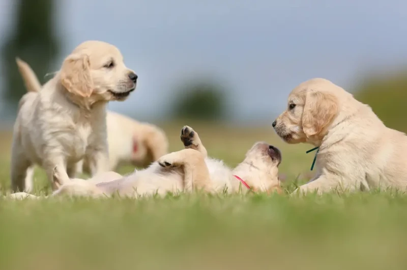 Bağ Kurmak, Bağlanmak, Köpekler ve Öğrettikleri