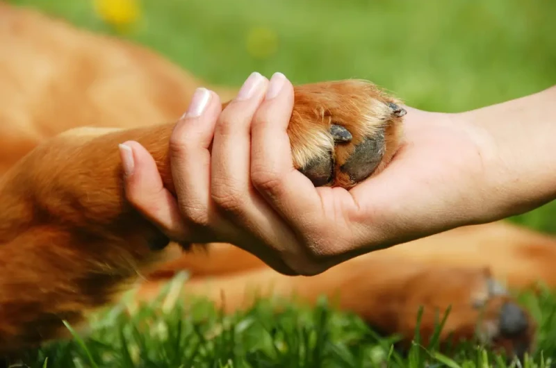 Köpeğiniz mi Sizi Korur? Siz Mi Köpeğinizi?